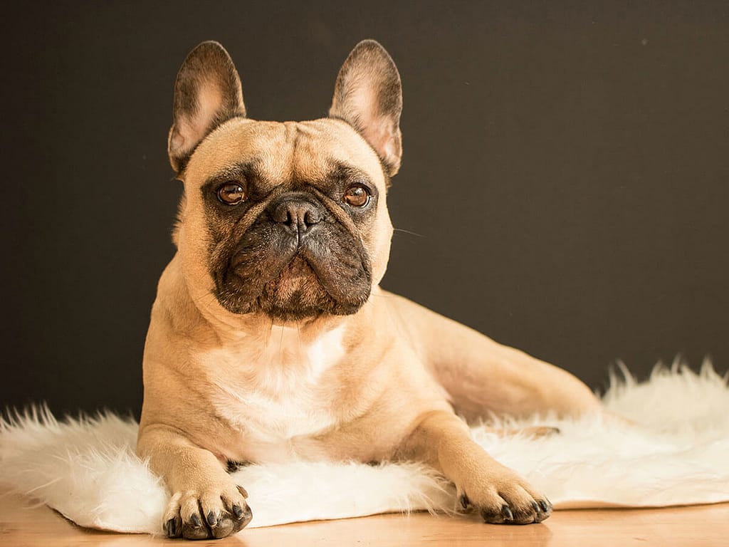 Steckbrief Französische Bulldogge