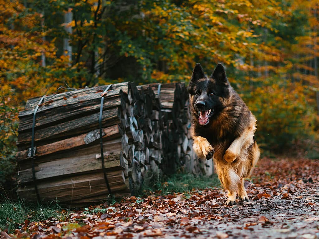 Steckbrief Schäferhund